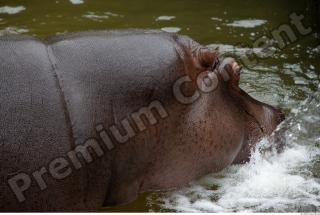 Hippo 0055